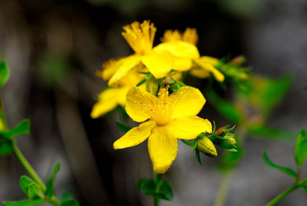 11. Februar 2026: Heilpflanzen-Anwendungen bei Schlafstörungen, Angst, Depression
