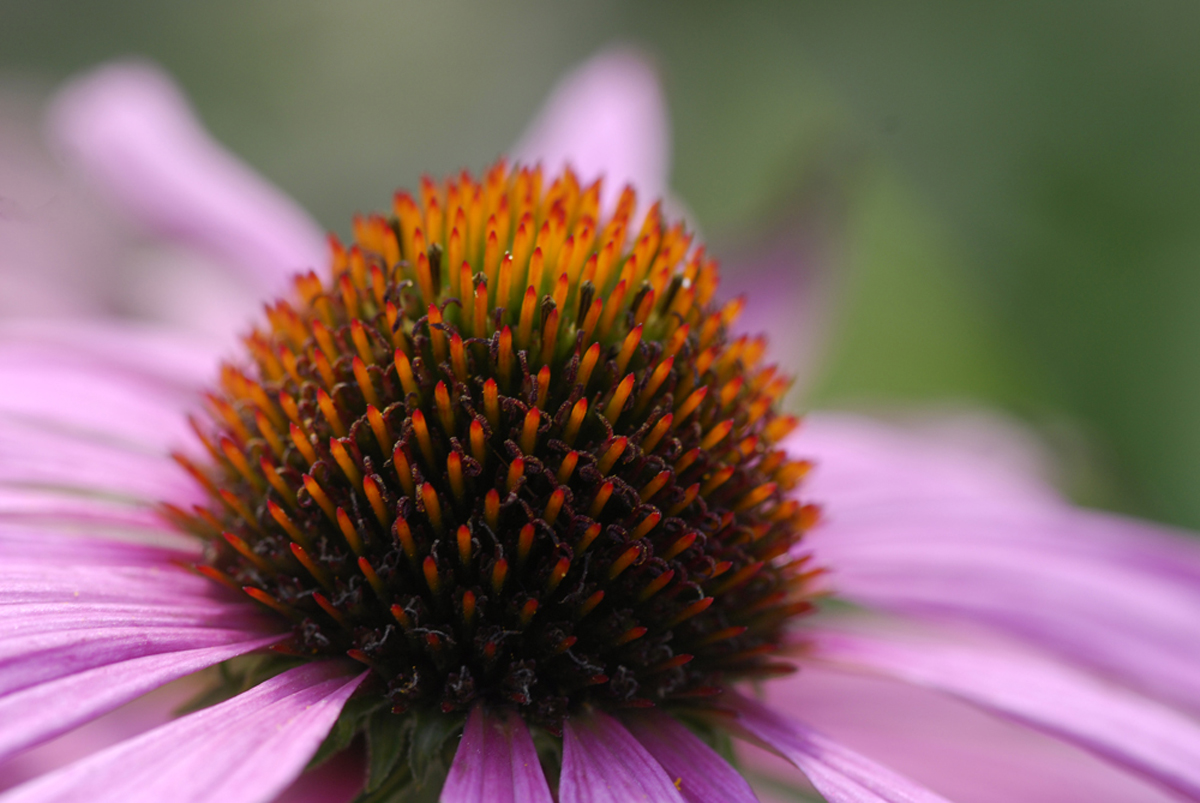 Phytotherapie Seminare Heilpflanzen Kurse Kr uterwanderungen