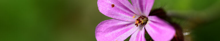 Stinkender Storchenschnabel, Ruprechtskraut