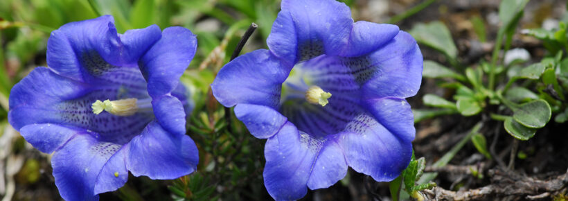 21. Juni 2026: Kräuterwanderung in Vals (Graubünden)