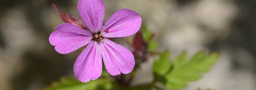 23. Mai 2026: Kräuterwanderung ins Schwarzbubenland (Solothurn)