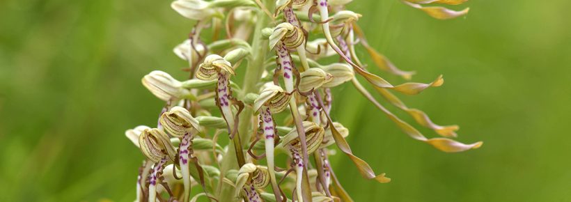 24. Mai 2026: Kräuterwanderung durch die "Toskana des Aargaus" über den Bözberg