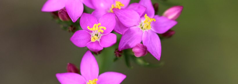 23. April 2026: Gut zu wissen - Pflanzliche Arzneiformen besser auswählen: Tee, Tinktur, Extrakt? (Abendvortrag)