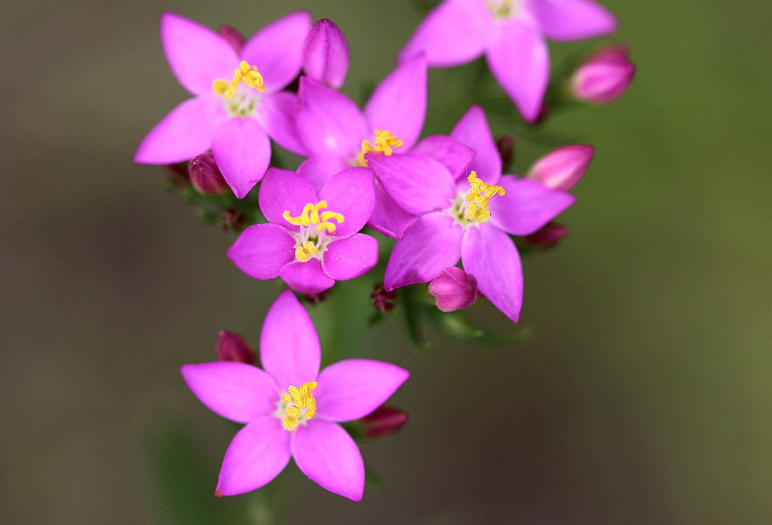 23. April 2026: Gut zu wissen - Pflanzliche Arzneiformen besser auswählen: Tee, Tinktur, Extrakt? (Abendvortrag)