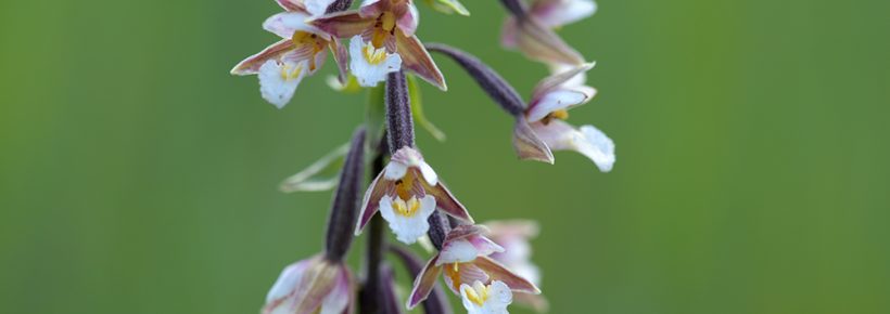 17. Mai 2026: Kräuterwanderung in Hemberg im Toggenburg (Kanton St. Gallen)