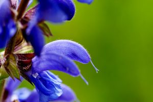 14. Mai 2026: Kräuterwanderung Tüllinger Hügel - blumenreiche, alte Kulturlandschaft bei Basel